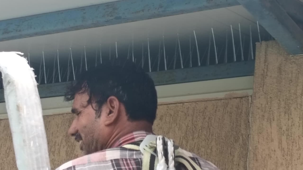 Bird Spikes Installation in Chennai