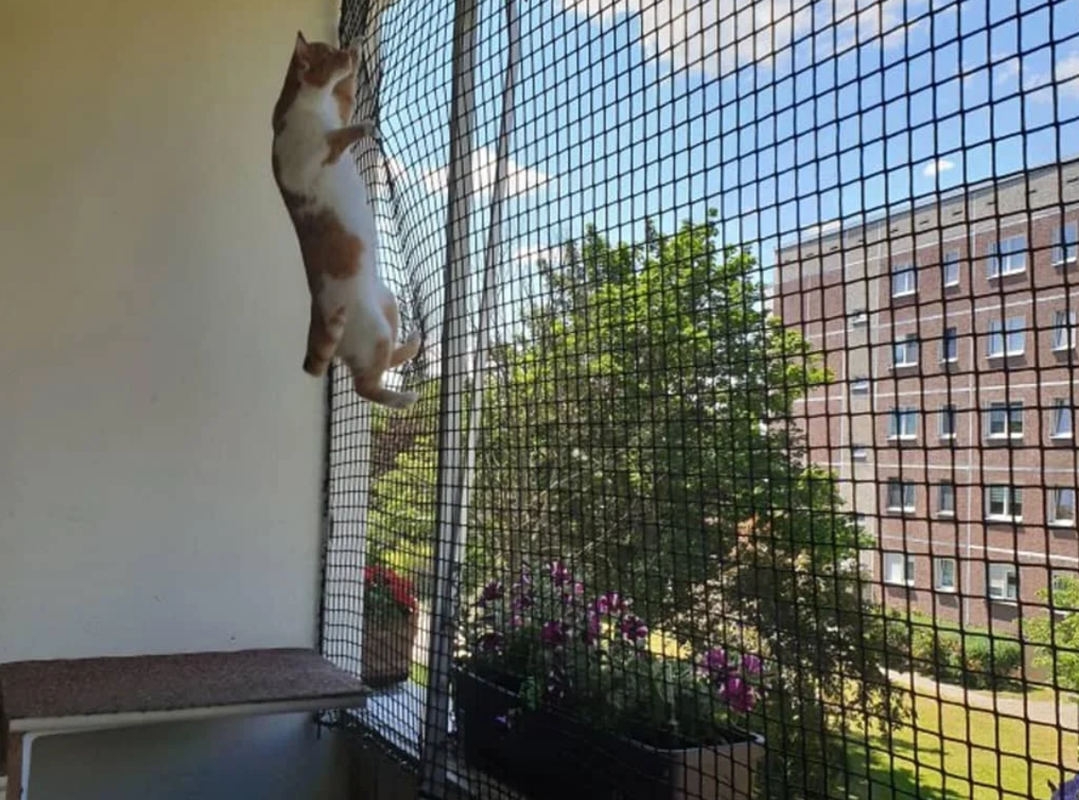 Pet Safety Nets in Chennai