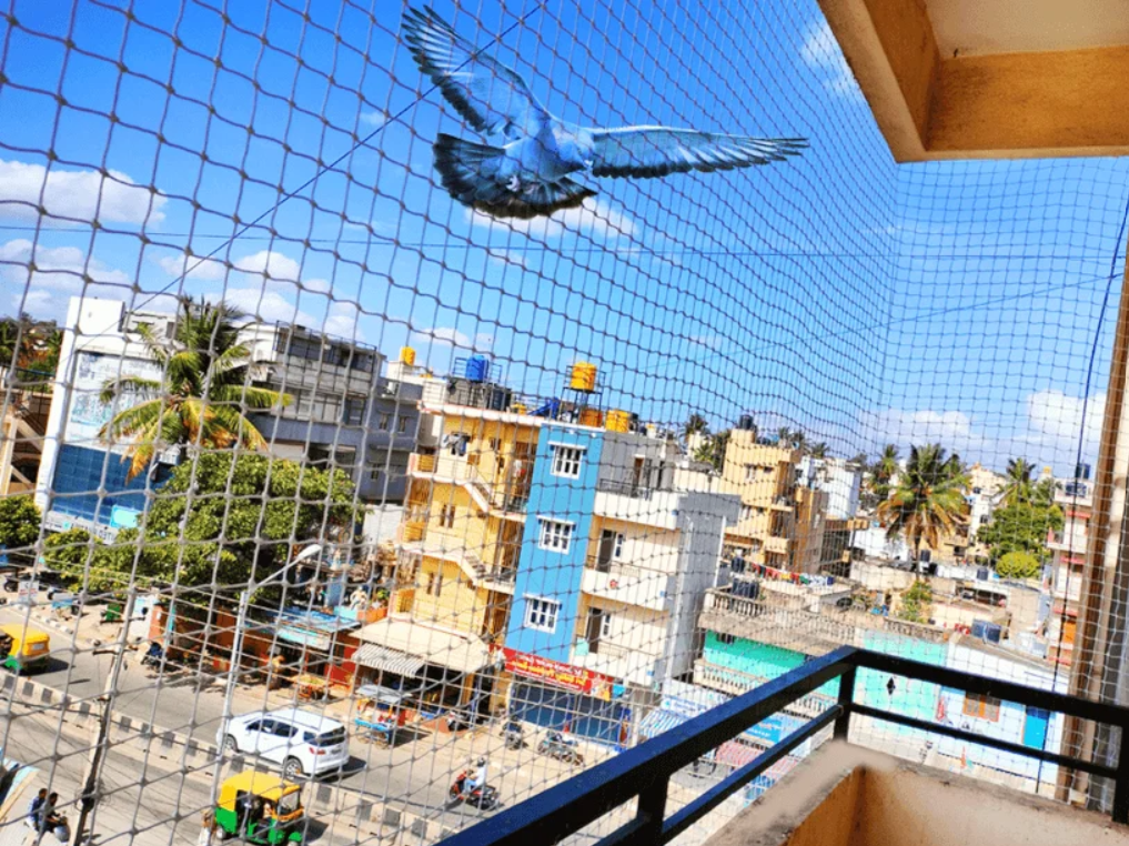 Pigeon Safety Nets in Chennai